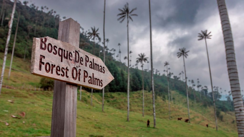 Colombia Eje Cafetero 5 días: Cocora, fincas y pueblos – foto de Lente Zoom (Unsplash)