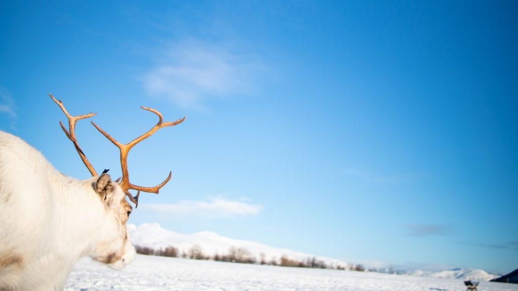 Tromsø y auroras en 3 días – foto de Bernal Fallas (Unsplash)
