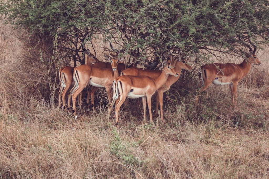 Nairobi, Kenia – foto de Jonathan Francisca (Unsplash)