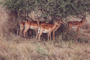 Guía para viajes a Nairobi + safari (4 días)