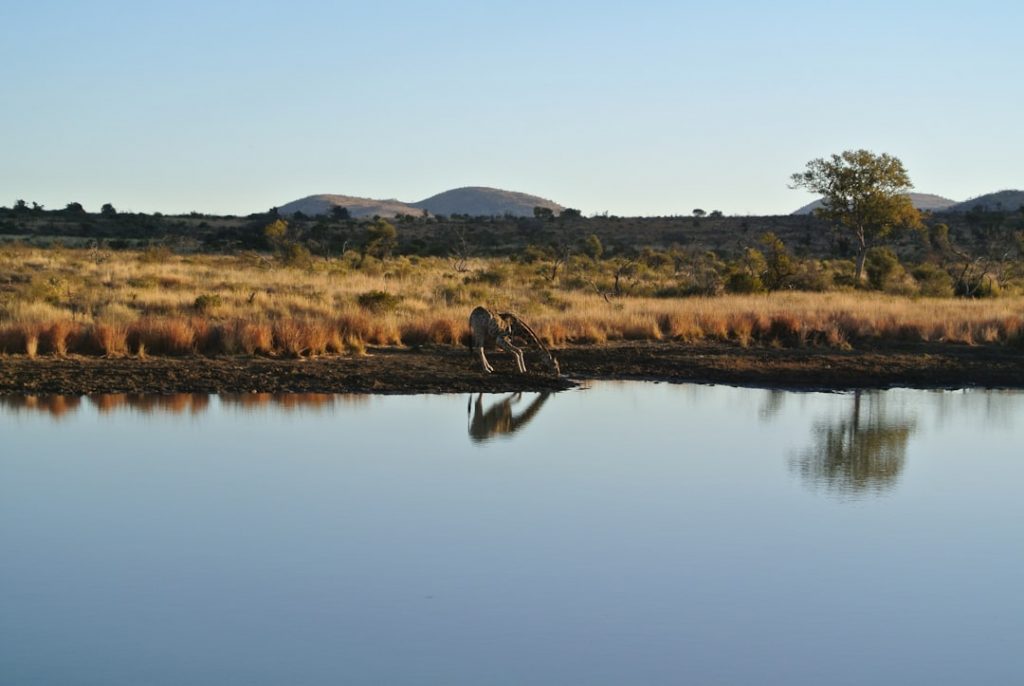 Kruger National Park, Sudáfrica – foto de C Ze (Unsplash)