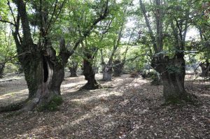 Guía de Ribeira Sacra en 3 días