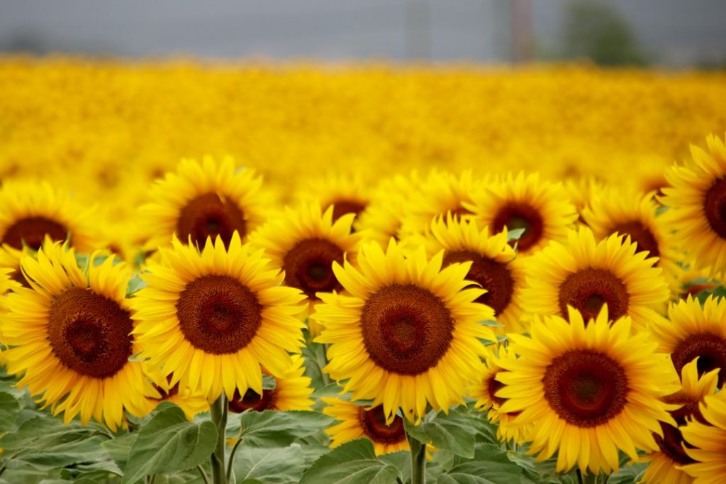 Guía para viajes a Logroño y La Rioja (2–3 días) – foto de Fernando M. Díaz (Unsplash)