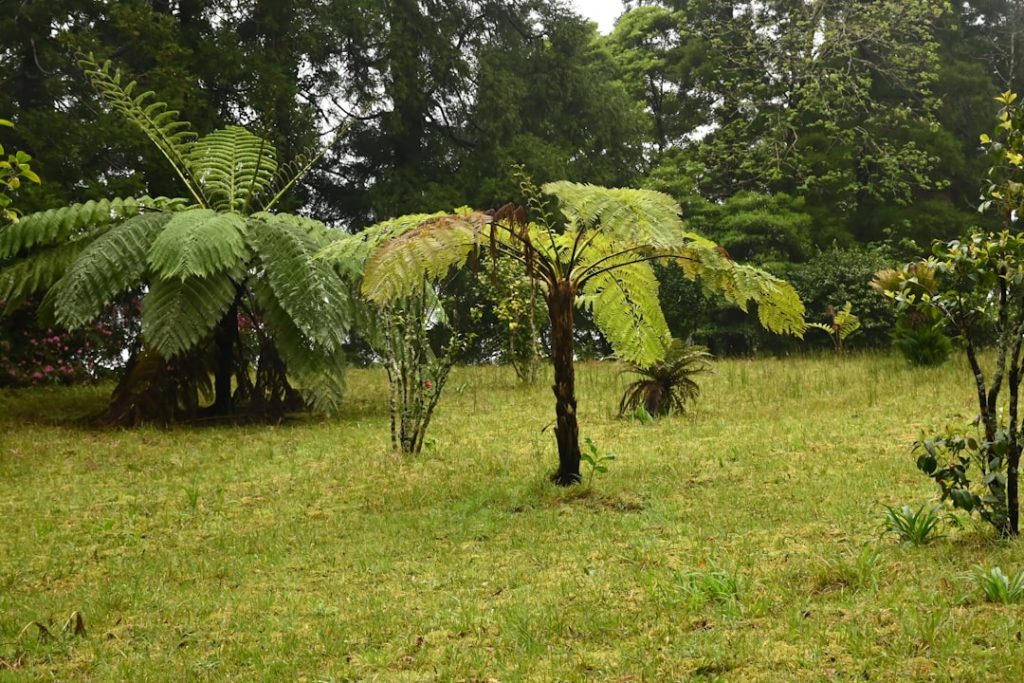 Azores São Miguel 5 días: lagos, termas y clima cambiante – foto de SnapSaga (Unsplash)