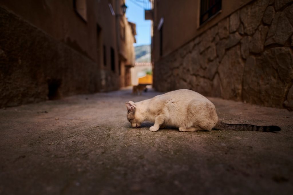 Teruel y Albarracín en 3 días – foto de Angel Santos (Unsplash)